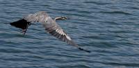 1heron_054-a-_nr-rcr-_custom_