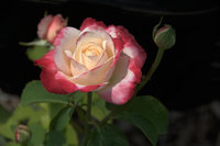Rose_pk_of_roses