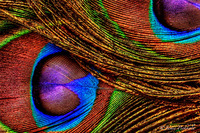 Feathers
