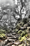 Escalera_de_raices