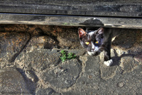 Img_2075_6_7hdri_cat_filtered_corrected_resized_tag