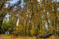 Autumninthepark