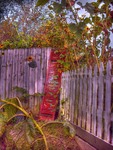 Shutter1