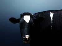 Moo_mooo