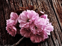Fragrance