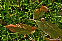 Autumn_signed