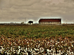 Cotton-fields