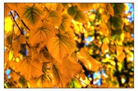 I_colori_dell_autunno