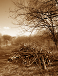 Tree_cuttings_small