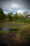 Pond_at_harlow_copy