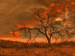 Sangre-y-fuego