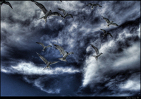 Charadriiforme