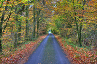 Autumn_lane