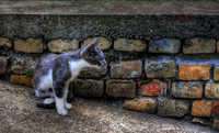 Little_kitty_hdr