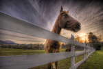 Grand-pasture-