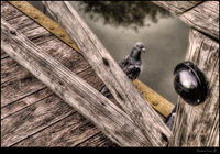 Pombo