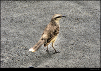 Sabia_do_campo2