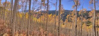 Aspen