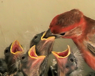Mama_bird