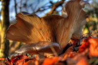 Img_0178_79_80enhancer