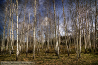 Birchtrees_72