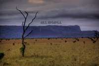 Amazonas_incognita