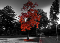 20091125