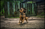 Dog-2