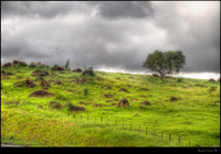 Cerrado_final2