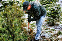 Cutting_the_tree_hdr