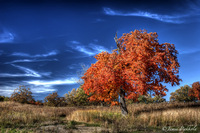 Lonetree_1