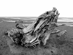 Beach-wood-