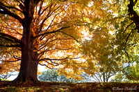 Falltree_1