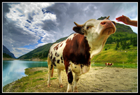 Mucca