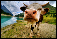 Mucca2