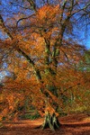 Img_0016_7_8enhancer