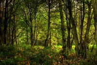 Img_0160_1_2enhancer