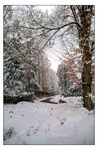 La_strada_nella_foresta