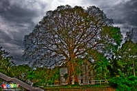 Tree-on-the-wall