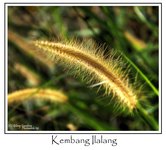 Kembang_ilalang_hdr