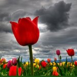 Woodburntulip