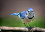 Jay