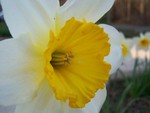 Le-flowere