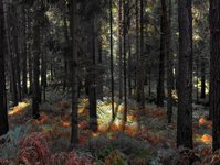 Wald