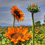 Sunflower11asq