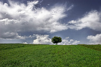 Longing_for_spring