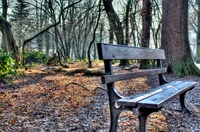 Bench