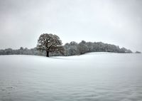 Sized_tree