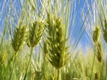 Wheat