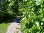 Pathway